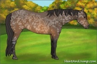 Horse Color:Buckskin Ice 