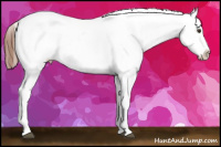 Horse Color:Liver Chestnut Splash Frame Appaloosa