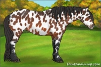Horse Color:Bay Near Leopard 