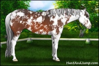 Horse Color:Bay Sabino 