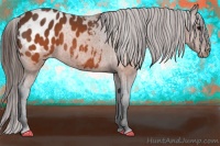 Horse Color:Brown Appaloosa