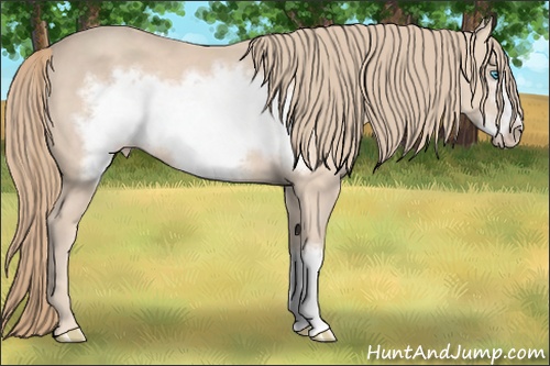 Horse Color:Perlino Frame
