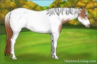 Horse Color:Chestnut Tobiano Frame