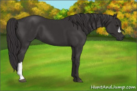 Horse Color:Smoky Black 