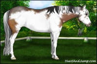 Horse Color:Bay Sabino Splash Frame Rabicano 