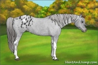 Horse Color:Black Tobiano Appaloosa 