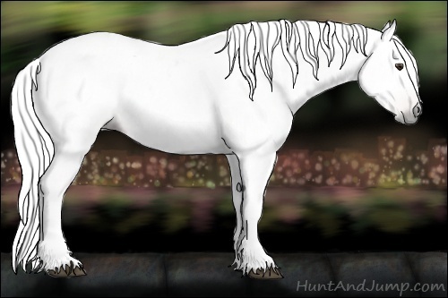 Horse Color:Gray Red Roan