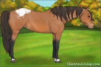 Horse Color:Bay Snowcap 