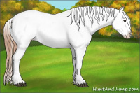 Horse Color:Blue Roan Appaloosa