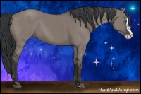 Horse Color:Grullo Splash 