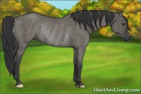 Horse Color:Grullo Rabicano 