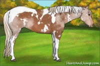 Horse Color:White Spotted Chestnut Tobiano 