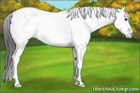 Horse Color:White Spotted Brown Tobiano 