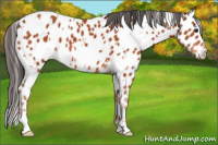 Horse Color:White Spotted Brown Appaloosa 