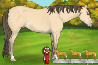 Horse Color:Amber Cream Champagne Dun 