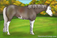 Horse Color:Silver Black Sabino Splash