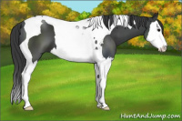 Horse Color:Black Sabino Splash Tobiano 