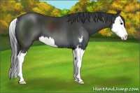 Horse Color:Black Sabino Splash 
