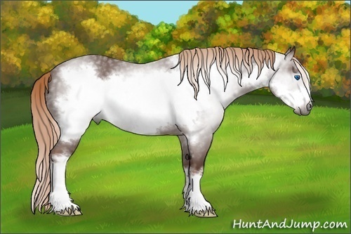 Horse Color:Gray Chestnut Frame 