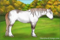 Horse Color:Gray Chestnut Frame 