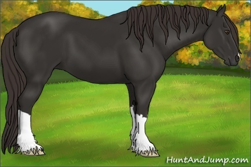 Horse Color: Liver Chestnut 