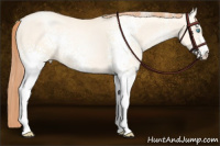 Horse Color:White Spotted Sable Cream Champagne Pearl Dun Sabino Rabicano