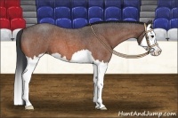Horse Color:Bay Roan Splash 