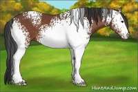 Horse Color:White Spotted Bay 