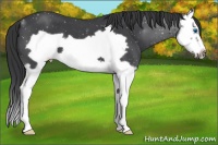 Horse Color:Blue Roan Splash Frame 