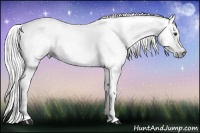 Horse Color:Gray Chestnut Appaloosa 