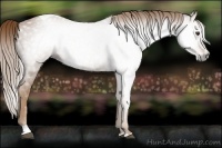 Horse Color:Gray Chestnut Splash Tobiano 