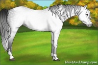 Horse Color:Gray Black Splash Tobiano 