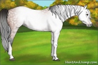 Horse Color:Gray Bay Splash Tobiano 