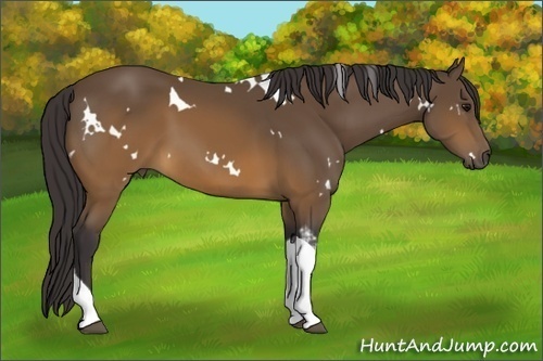 Horse Color: White Spotted Buckskin Tobiano Rabicano 