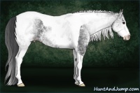 Horse Color:White Spotted Black Ice Tobiano