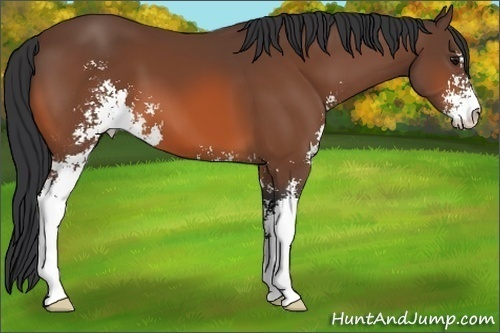 Horse Color:Unknown 