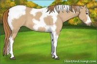 Horse Color:Red Dun Splash Tobiano Frame