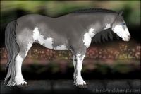 Horse Color:Black Splash 