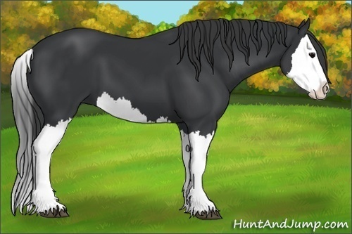 Horse Color:Black Splash 