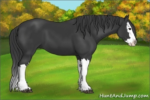 Horse Color:Black Splash 