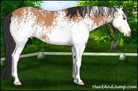 Horse Color:White Spotted Bay Rabicano 