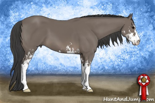 Horse Color: Black Sabino 