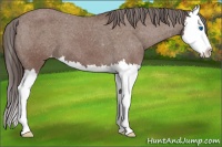 Horse Color:Bay Splash Appaloosa