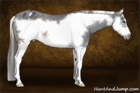 Horse Color:Brown Splash Frame Appaloosa Rabicano
