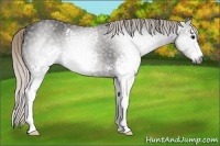 Horse Color:Gray White Spotted Silver Black 