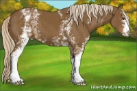 Horse Color:White Spotted Chocolate Palomino