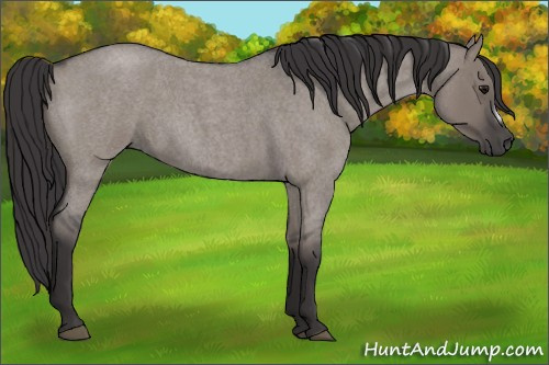 Horse Color: Smoky Grullo Roan Frame 