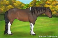 Horse Color:Brown Tobiano 