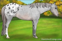 Horse Color:Brown Appaloosa 