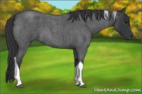 Horse Color:Blue Roan Tobiano